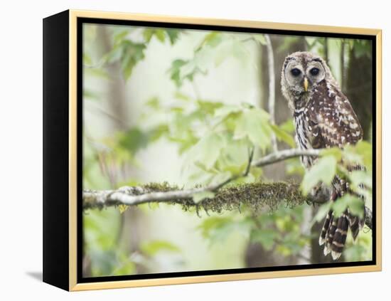 Barred Owl, Vacharie, Louisiana, USA-Rob Tilley-Framed Premier Image Canvas