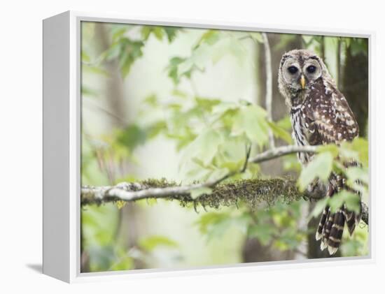 Barred Owl, Vacharie, Louisiana, USA-Rob Tilley-Framed Premier Image Canvas
