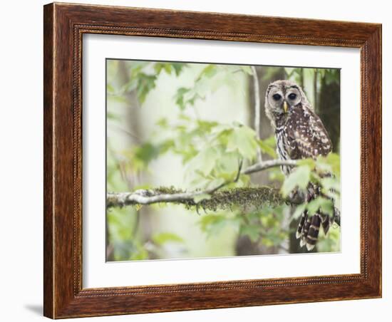 Barred Owl, Vacharie, Louisiana, USA-Rob Tilley-Framed Photographic Print