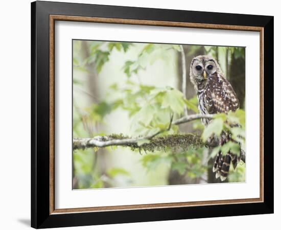 Barred Owl, Vacharie, Louisiana, USA-Rob Tilley-Framed Photographic Print