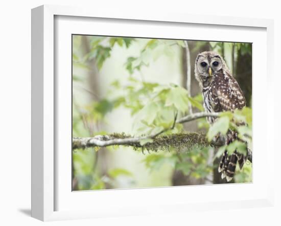 Barred Owl, Vacharie, Louisiana, USA-Rob Tilley-Framed Photographic Print