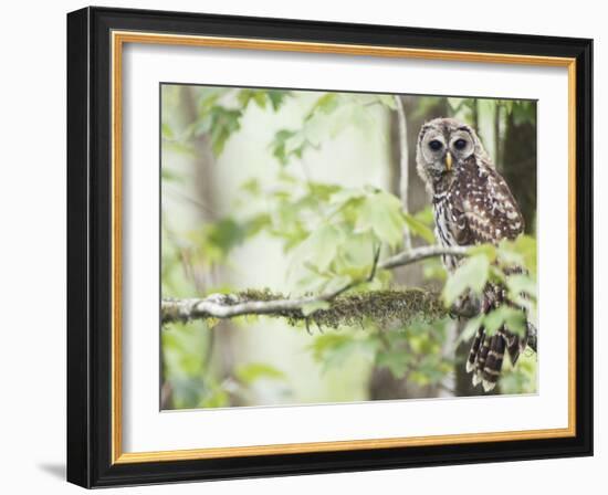 Barred Owl, Vacharie, Louisiana, USA-Rob Tilley-Framed Photographic Print