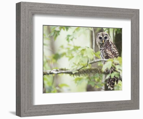 Barred Owl, Vacharie, Louisiana, USA-Rob Tilley-Framed Photographic Print