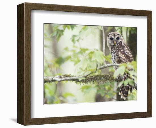 Barred Owl, Vacharie, Louisiana, USA-Rob Tilley-Framed Photographic Print