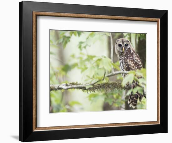 Barred Owl, Vacharie, Louisiana, USA-Rob Tilley-Framed Photographic Print