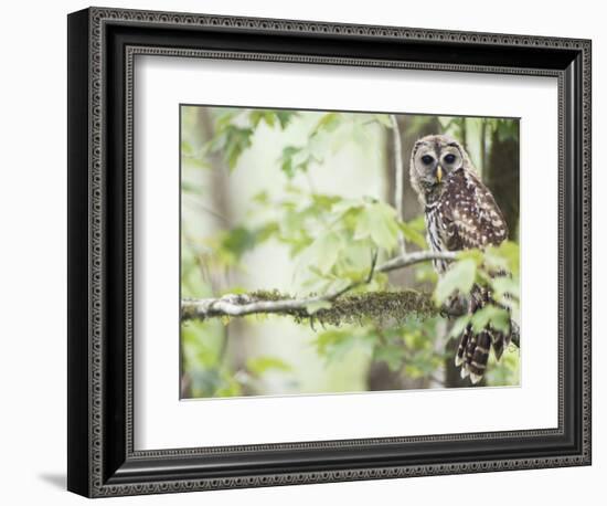 Barred Owl, Vacharie, Louisiana, USA-Rob Tilley-Framed Photographic Print