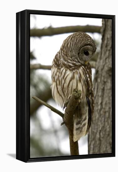 Barred Owl-Linda Wright-Framed Premier Image Canvas