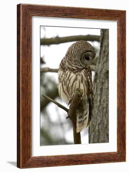 Barred Owl-Linda Wright-Framed Photographic Print