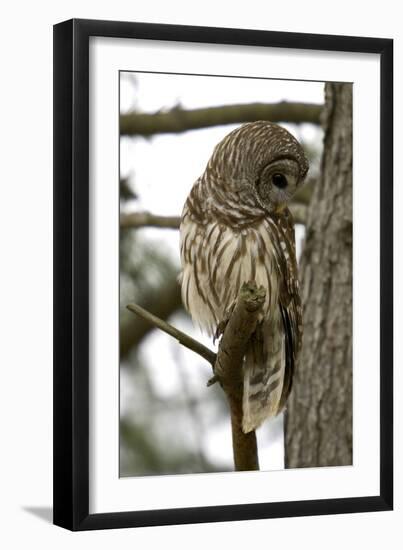 Barred Owl-Linda Wright-Framed Photographic Print