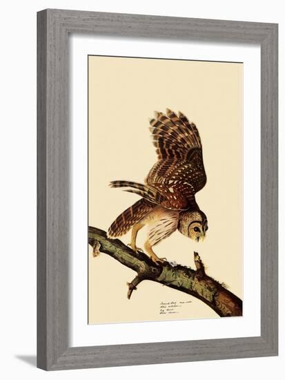 Barred Owl-John James Audubon-Framed Giclee Print