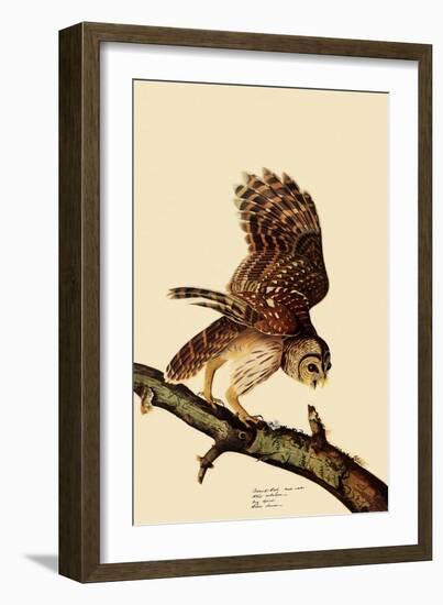 Barred Owl-John James Audubon-Framed Giclee Print