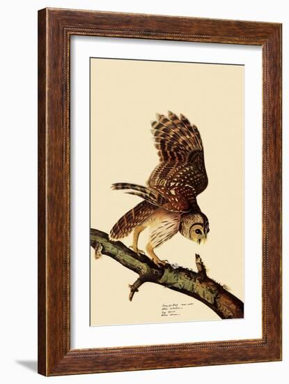 Barred Owl-John James Audubon-Framed Giclee Print