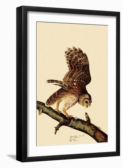 Barred Owl-John James Audubon-Framed Giclee Print