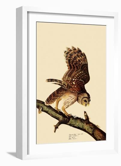 Barred Owl-John James Audubon-Framed Giclee Print