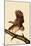 Barred Owl-John James Audubon-Mounted Giclee Print