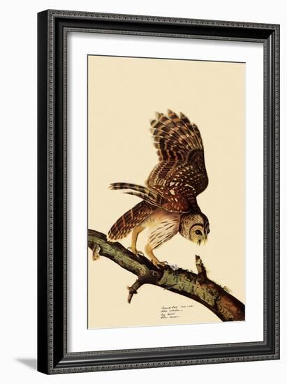 Barred Owl-John James Audubon-Framed Giclee Print