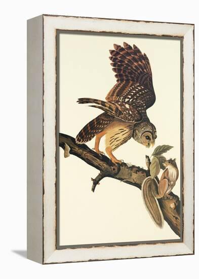 Barred Owl-John James Audubon-Framed Stretched Canvas