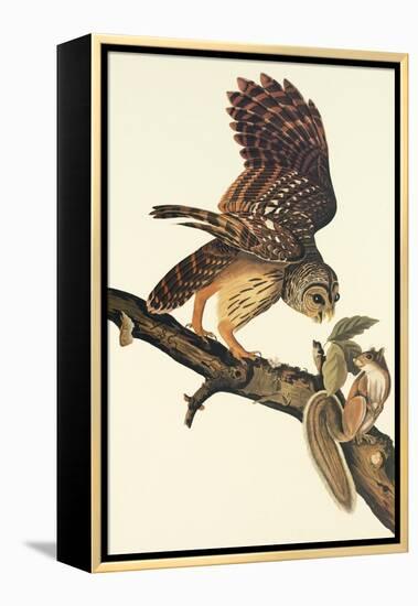 Barred Owl-John James Audubon-Framed Stretched Canvas