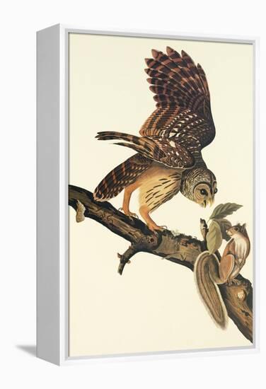 Barred Owl-John James Audubon-Framed Stretched Canvas