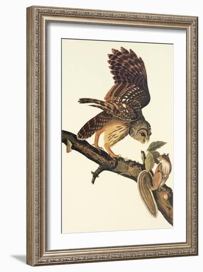 Barred Owl-John James Audubon-Framed Art Print