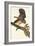 Barred Owl-John James Audubon-Framed Art Print