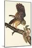 Barred Owl-John James Audubon-Mounted Art Print