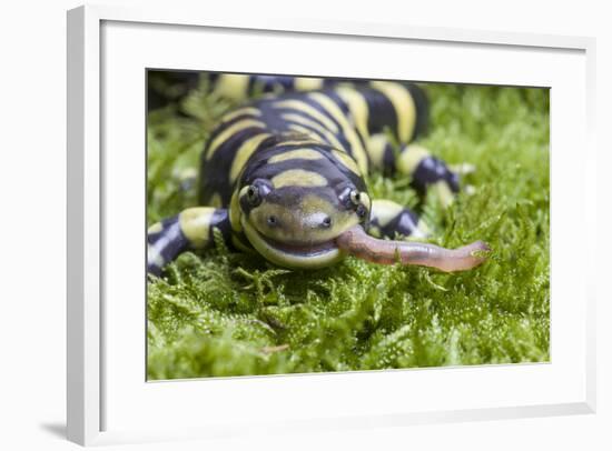 Barred Tiger Salamander (Ambystoma Tigrinum Mavortium)Eating Earth Worm-Chris Mattison-Framed Photographic Print