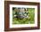 Barred Tiger Salamander (Ambystoma Tigrinum Mavortium)Eating Earth Worm-Chris Mattison-Framed Photographic Print