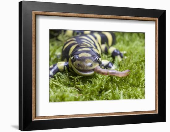 Barred Tiger Salamander (Ambystoma Tigrinum Mavortium)Eating Earth Worm-Chris Mattison-Framed Photographic Print