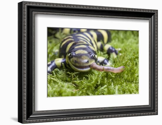 Barred Tiger Salamander (Ambystoma Tigrinum Mavortium)Eating Earth Worm-Chris Mattison-Framed Photographic Print
