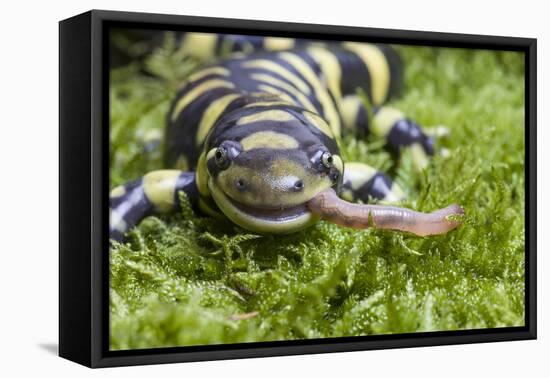 Barred Tiger Salamander (Ambystoma Tigrinum Mavortium)Eating Earth Worm-Chris Mattison-Framed Premier Image Canvas