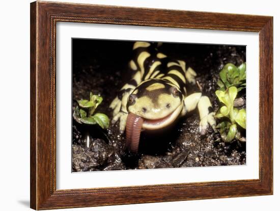 Barred Tiger Salamander Eating Earthworm-null-Framed Photographic Print