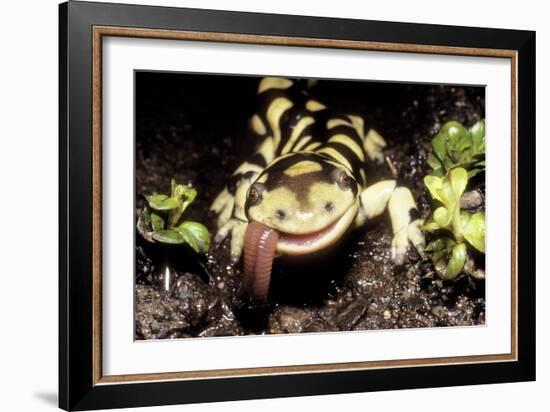 Barred Tiger Salamander Eating Earthworm-null-Framed Photographic Print