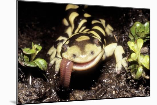 Barred Tiger Salamander Eating Earthworm-null-Mounted Photographic Print