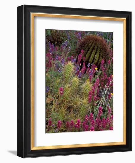 Barrel Cactus and Spring Landscape of Saguaro National Monument, Arizona, USA-Art Wolfe-Framed Photographic Print