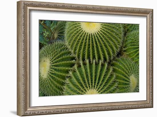 Barrel Cactus II-Charles Bowman-Framed Photographic Print