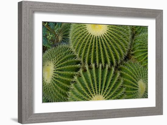 Barrel Cactus II-Charles Bowman-Framed Photographic Print