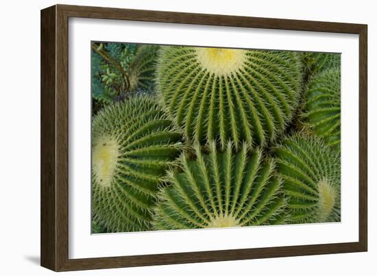 Barrel Cactus II-Charles Bowman-Framed Photographic Print