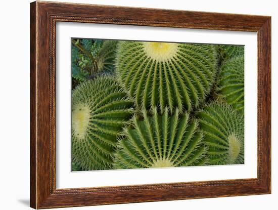 Barrel Cactus II-Charles Bowman-Framed Photographic Print