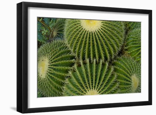 Barrel Cactus II-Charles Bowman-Framed Photographic Print