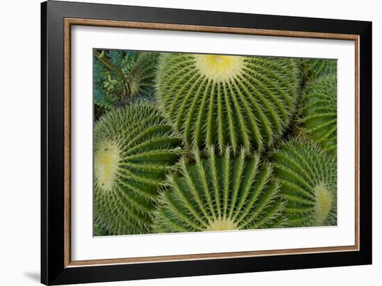 Barrel Cactus II-Charles Bowman-Framed Photographic Print