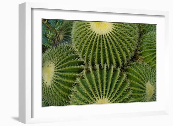 Barrel Cactus II-Charles Bowman-Framed Photographic Print