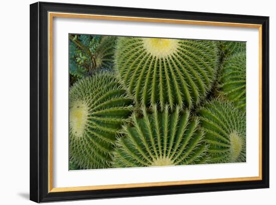 Barrel Cactus II-Charles Bowman-Framed Photographic Print