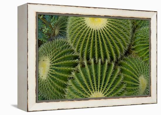 Barrel Cactus II-Charles Bowman-Framed Premier Image Canvas