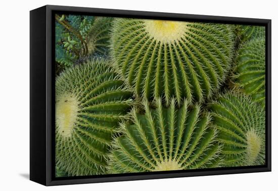 Barrel Cactus II-Charles Bowman-Framed Premier Image Canvas