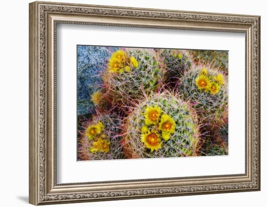 Barrel Cactus in Bloom, Anza-Borrego Desert State Park, Usa-Russ Bishop-Framed Photographic Print