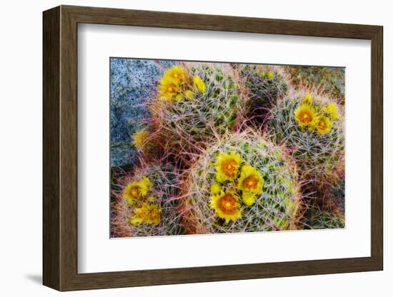 Barrel Cactus in Bloom, Anza-Borrego Desert State Park, Usa-Russ Bishop-Framed Photographic Print