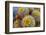 Barrel Cactus in Bloom, Anza-Borrego Desert State Park, Usa-Russ Bishop-Framed Photographic Print