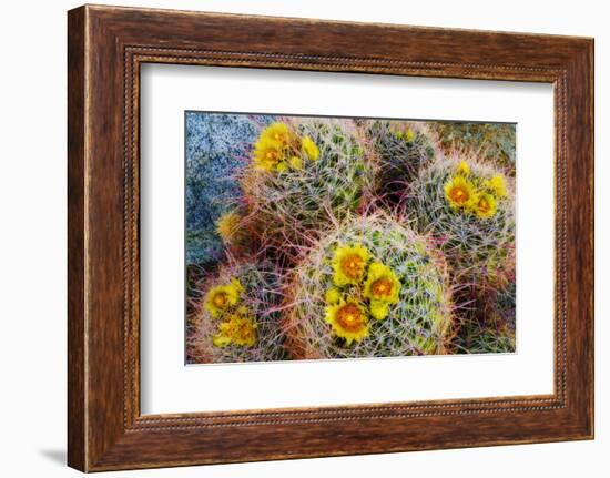 Barrel Cactus in Bloom, Anza-Borrego Desert State Park, Usa-Russ Bishop-Framed Photographic Print