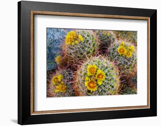 Barrel Cactus in Bloom, Anza-Borrego Desert State Park, Usa-Russ Bishop-Framed Photographic Print